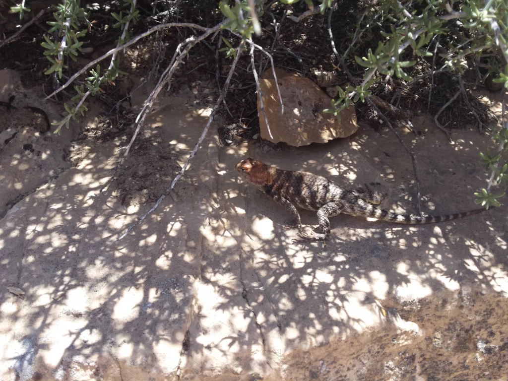 Eine Eidechse im Schatten eines Busches