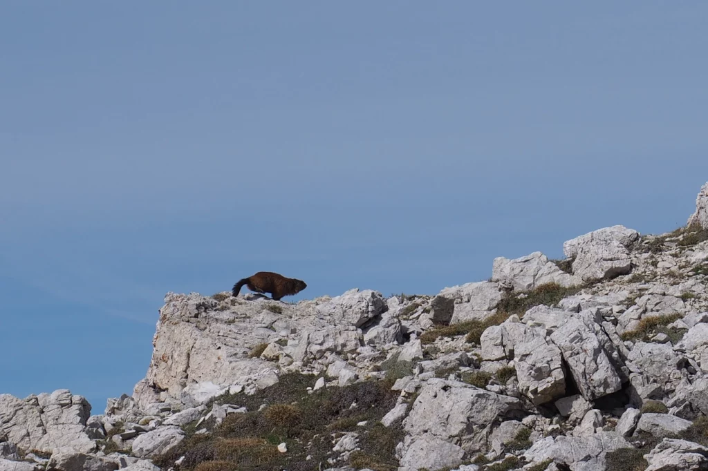 Ein Murmeltier huscht über Steine davon