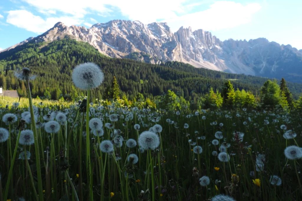 Löwenzahn-Pusteblumen vor einer Dolomiten-Felswand