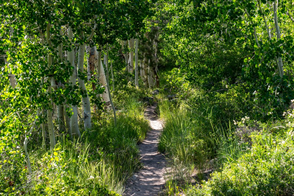 Birkenwald im Palisade Creek Valley