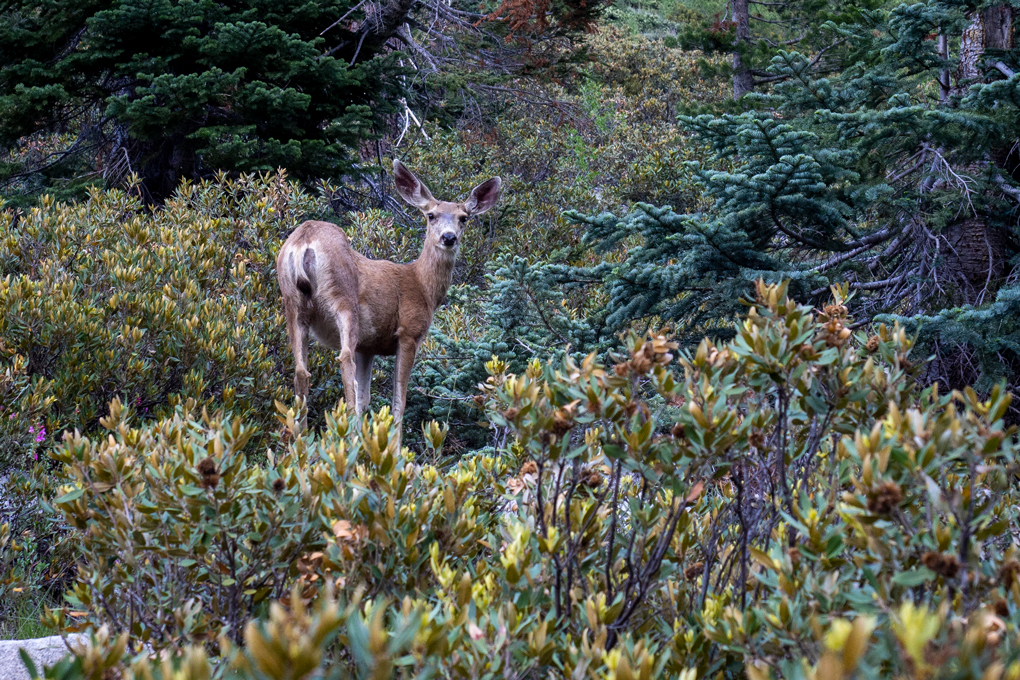 Ein süßes Reh guckt mich an