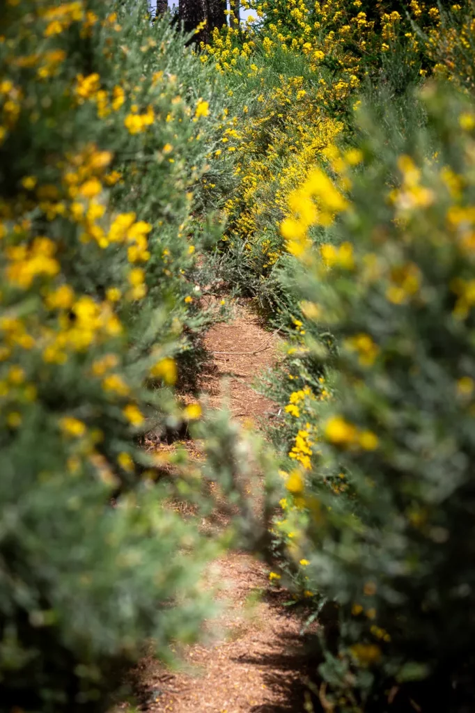 Blühende Wildblumen entlang der Wanderroute zwischen Tejeda und Artenara