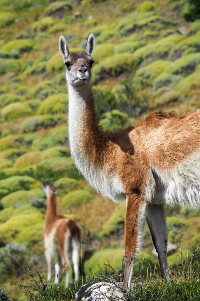 Wenn man den Torres del Paine auf eigene Faust bereist, kann man jederzeit anhalten um Guanacos zu fotografieren – so lange man will.